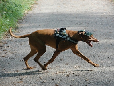 Hundecappy Camouflage, Gr. 12