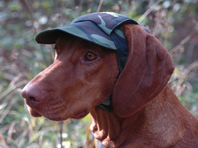 Hundecappy Camouflage, Gr. 14