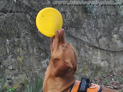 Kautschuk-Frisbee Softflyer, 18cm