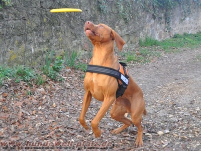 Kautschuk-Frisbee Softflyer, 18cm