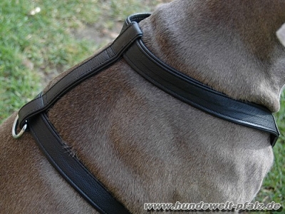 Dogstyle Ledergeschirr, Gr. 1, Schwarz