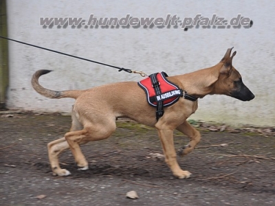 Equest 4 Dogs Premium Logo-Geschirr, Gr��e S, Rot