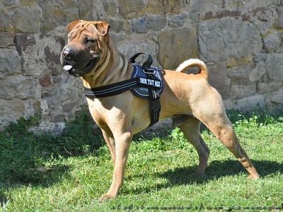 Equest 4 Dogs Premium Logo-Geschirr, Gr��e M, Marine/Silber
