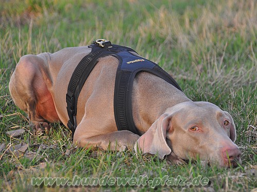 HundeweltPfalz Niggeloh Follow 3 Hundeführgeschirr, Schwarz