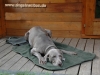 Outdoor Hundebett mit Tasche