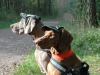 Hundecappy Camouflage, Gr. 12