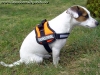 DoX Logo-Geschirr, Gr��e XS, Signalorange