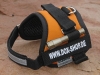 DoX Logo-Geschirr, Gr��e S, Mango