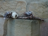 Cattle Toy Zahnknoten mit 1 Ball, 40cm