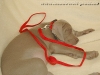 Welpen-Garnituren, Leine 120cm mit Halsband, Rot