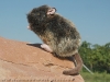 Hunter Wildlife Pl�sch-Spielzeug Ratte, 13cm
