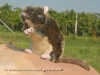 Hunter Wildlife Pl�sch-Spielzeug Ratte, 20cm