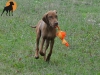 Trainings-Spielzeug Huhn/Ente am Seil, 38cm