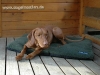 Farm-Land Faserpelz-Hundebett 100 x 70cm