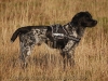 Equest 4 Dogs Premium Logo-Geschirr, Gr��e M, Schwarz