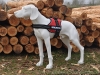 Equest 4 Dogs Premium Logo-Geschirr, Gr��e XXL, Rot