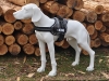 Equest 4 Dogs Premium Logo-Geschirr, Gr��e XL, Highland Grey