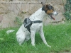 Equest 4 Dogs Premium Logo-Geschirr, Gr��e S, Highland Grey