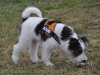 Equest 4 Dogs Premium Logo-Geschirr, Gr��e XS, Mango