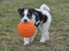 Dog-Frisbee Action, Naturgummi, schwimmend, � 18cm