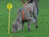 Niggeloh Follow Hundef�hrgeschirr Gr.L, Orange