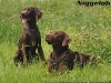 Niggeloh Follow Hundef�hrgeschirr Gr. M, Braun