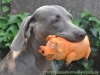 Borstenschwein 21cm mit Original-Tierstimme, Latex