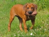 Preydummy Jan Nijoboer Gr.1, 5,8 x 14,5cm, Braun
