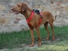 City-Geschirr mit Rucksack, Gr. M