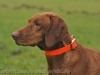 Biothane Crystal Halsband 50cm x 25mm, Signalorange