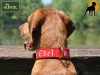 Hunter Filz-Halsband Edelweiss, 50cm, rot