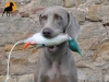 Dokken Dead Fowl Trainer Stockente, klein