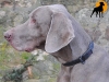 Biothane Beta ClicLock Ma�-Halsband Phantom, 19mm