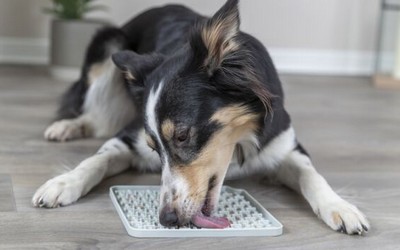 Silikon Schleckmatten