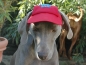 Preview: Hundecappy Rot