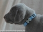 Preview: Red Dingo Halsband 12mm, blau