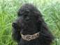 Preview: SUCHtrupp Halsband Leo, 30-40cm Halsumfang