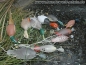 Preview: Dokken Dead Fowl Trainer Wood Duck