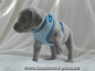 Preview: Welpen Softgeschirr m. Leine, 23-34cm/2m/10mm