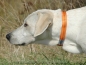 Preview: Halsband Soft-Grip, 25mm, Orange