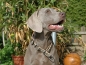 Preview: SUCHtrupp Halsband Leo mit Zugstop, 40-70cm