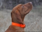Preview: Biothane Crystal Halsband 40cm x 19mm, Signalorange