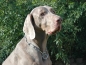 Preview: Kettenhalsung, langgliedrig, 40cm/3mm, verchromt