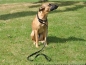 Preview: Agility-Sportleine Gr.1, Halsteil 30cm, gepolstert, schwarz