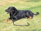 Preview: Agility-Sportleine Gr.3, Halsteil 50cm, gepolstert, schwarz