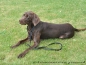 Preview: Agility-Sportleine Gr.2, Halsteil 40cm, gepolstert, schwarz