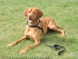 Preview: Agility-Sportleine Gr.2, Halsteil 40cm, gepolstert, schwarz
