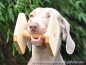 Preview: Obedience Holzapportel Gr.4, 450gr., 14cm