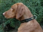 Preview: Julius K-9 Halsband 2,5cm schwarz/gelb