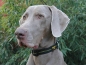 Preview: Julius K-9 Halsband 2,5cm schwarz/gelb